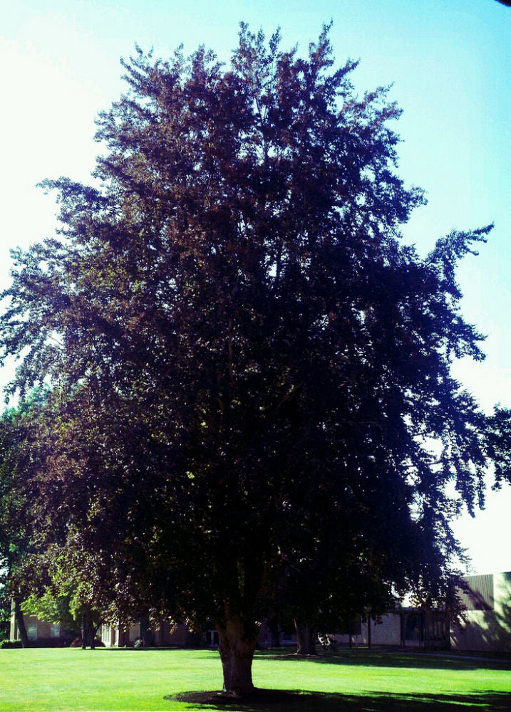 FAGUS_RIVERSII.jpg