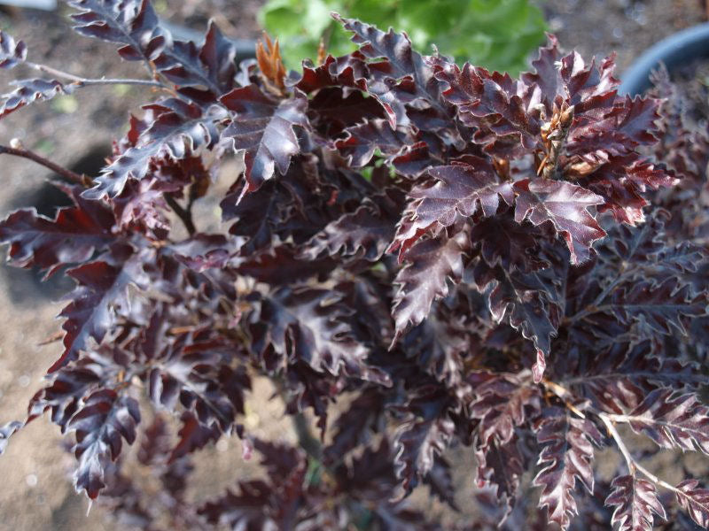 FAGUS_ROHANII.jpg