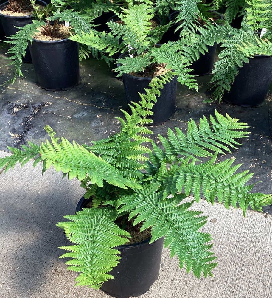 FERN -MALE 19CM WNI.jpg