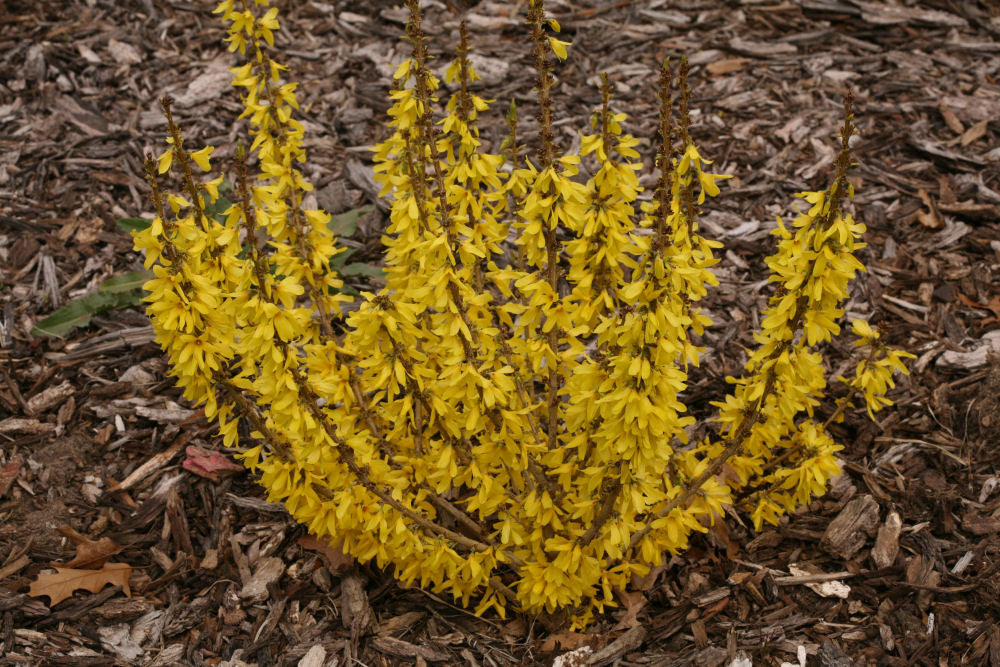 FORSYTHIA_SHOW_OFF_SUGAR_BABY.jpg