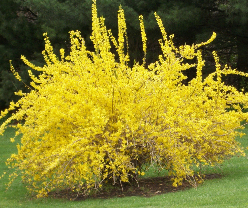 FORSYTHIA SPRING GLORY.jpg