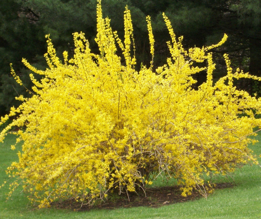 FORSYTHIA SPRING GLORY.jpg