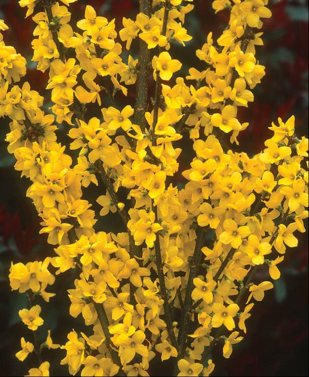 FORSYTHIA X I. KOLGOLD.jpg