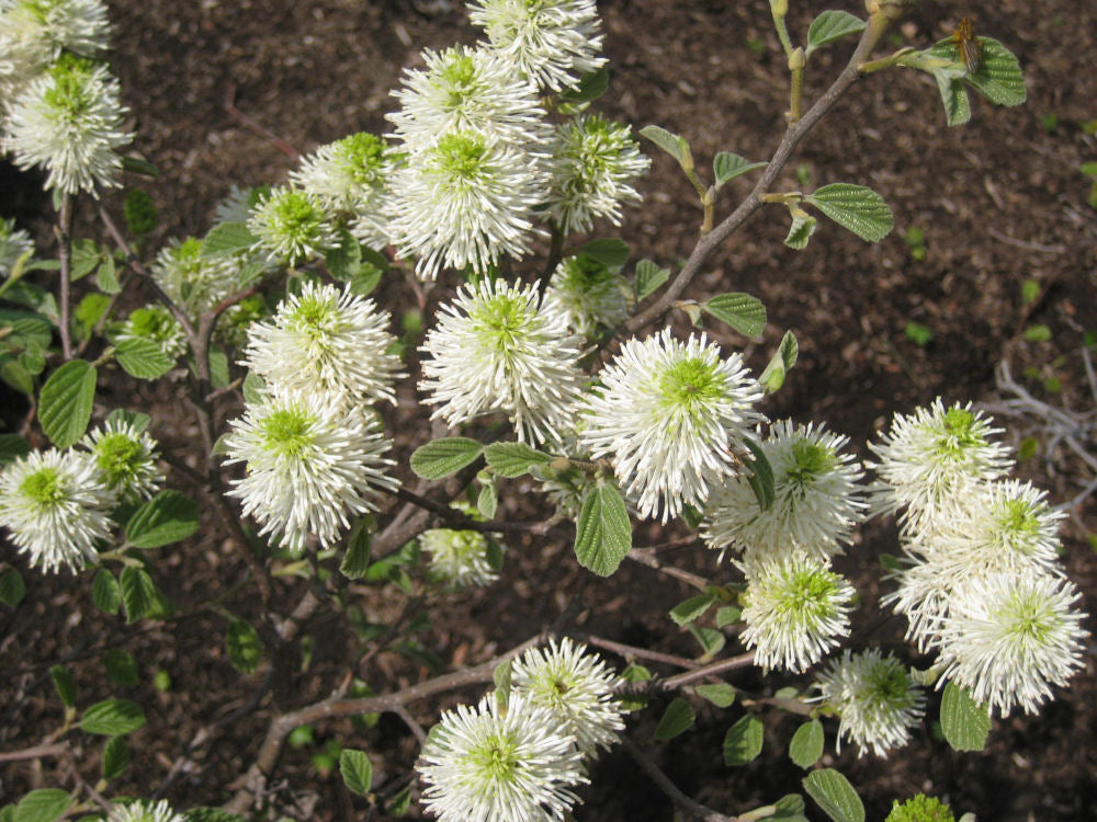 FOTHERGILLA GARDENI FLWR.jpg