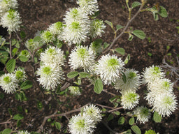 FOTHERGILLA GARDENI FLWR.jpg