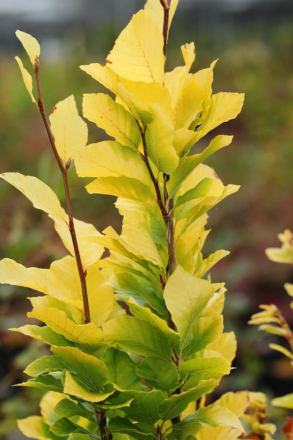 Fagus-sylvatica-Dawyck-Gold-2r.jpg