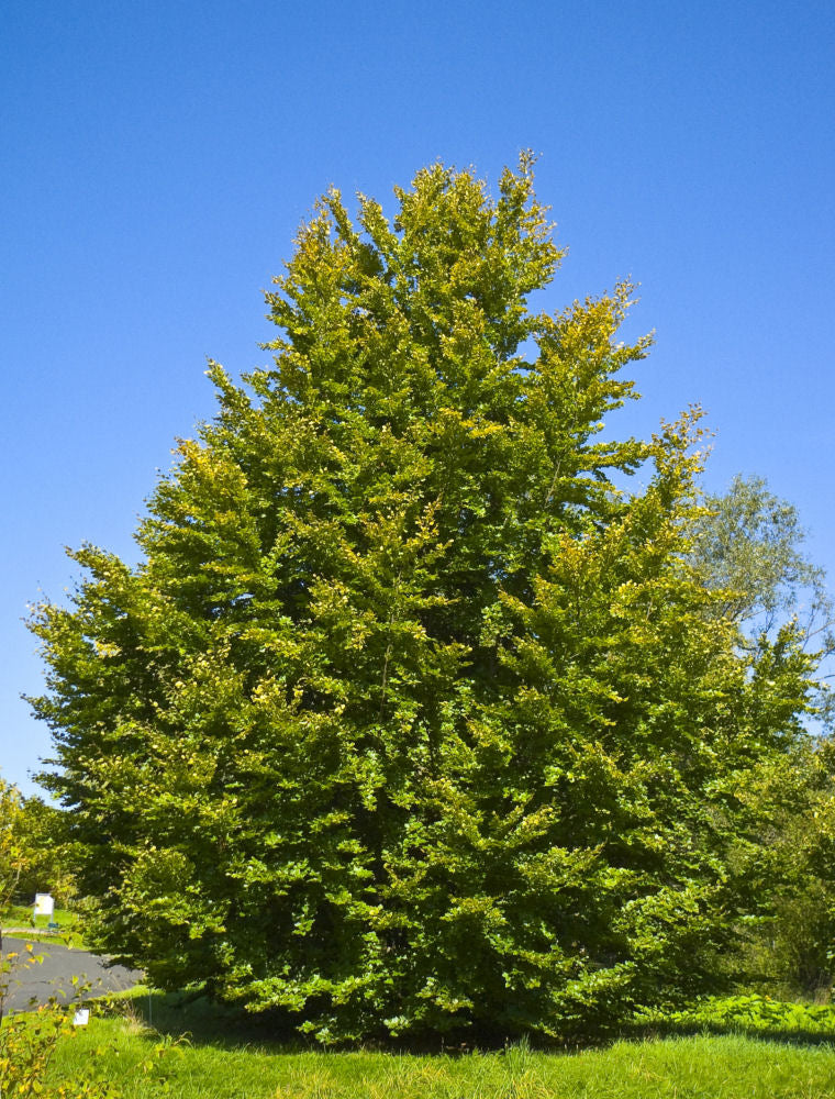 Fagus_sylvatica.jpg
