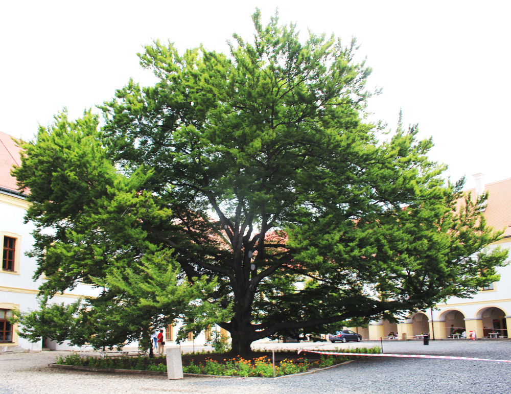 Fagus_sylvatica_Asplenifolia.jpg