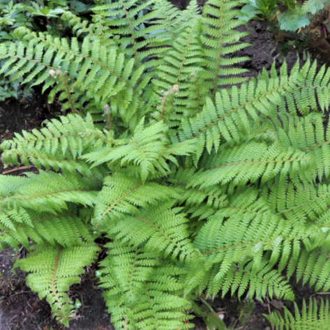 Fern-Soft_Shield.png