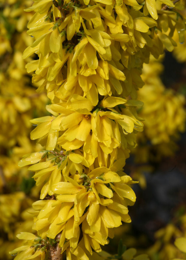 Forsythia show off starlet.jpg
