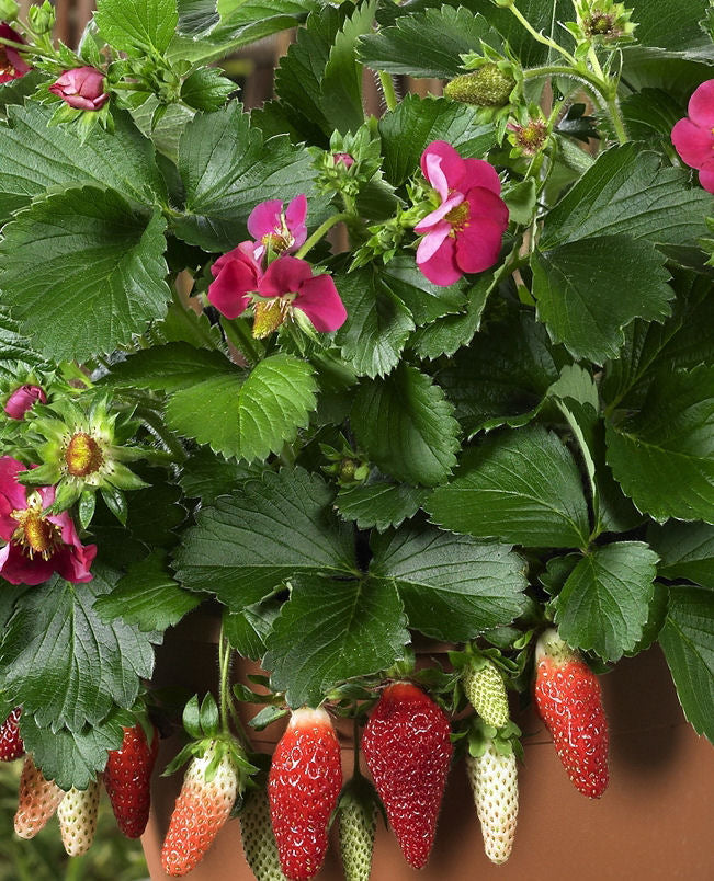 Fragaria Tristan.jpg