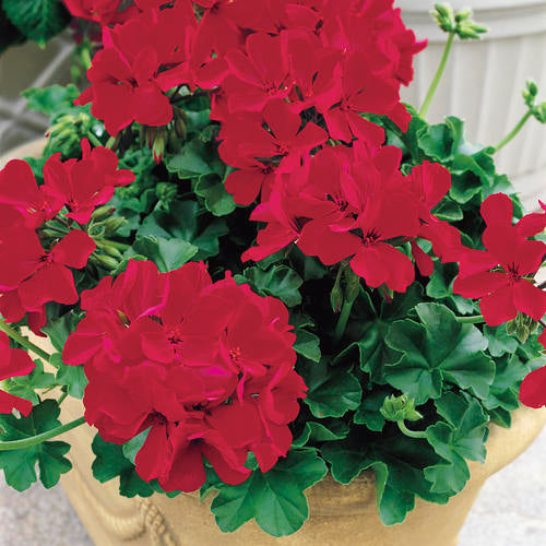 GERANIUM%20CALIENTE%20DEEP%20RED[1].jpg