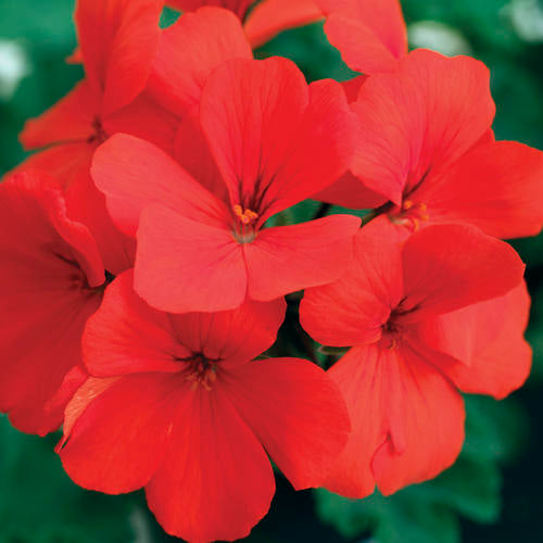 GERANIUM%20CALIENTE%20orange[1].jpg