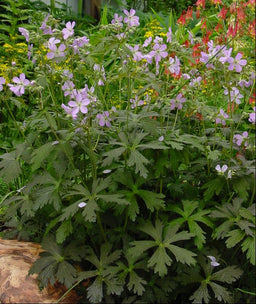 GERANIUM M. ESPRESSO.jpg