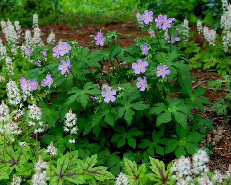 GERANIUM MACULATUM.jpg