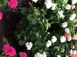 GERAN%20MAESTRO%20IDOLS%20WHITE%2010in%20TERRA%20POT[1].jpg