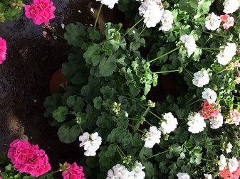 GERAN%20MAESTRO%20IDOLS%20WHITE%2010in%20TERRA%20POT[1].jpg