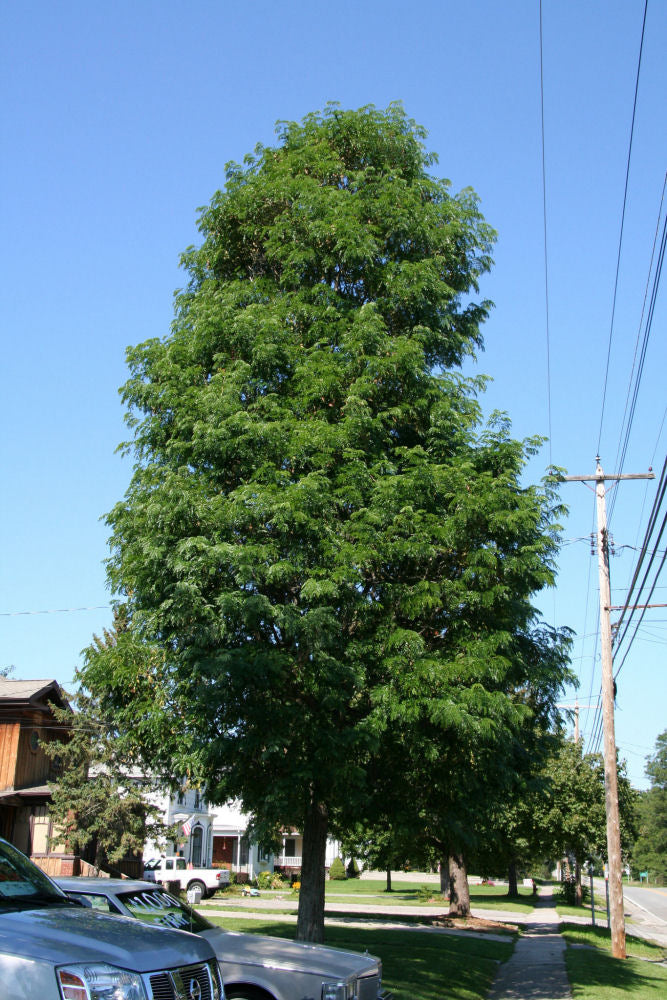 GLEDITSIA_STREET_KEEPER.jpg