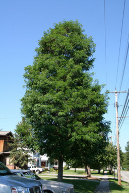 GLEDITSIA_STREET_KEEPER.jpg
