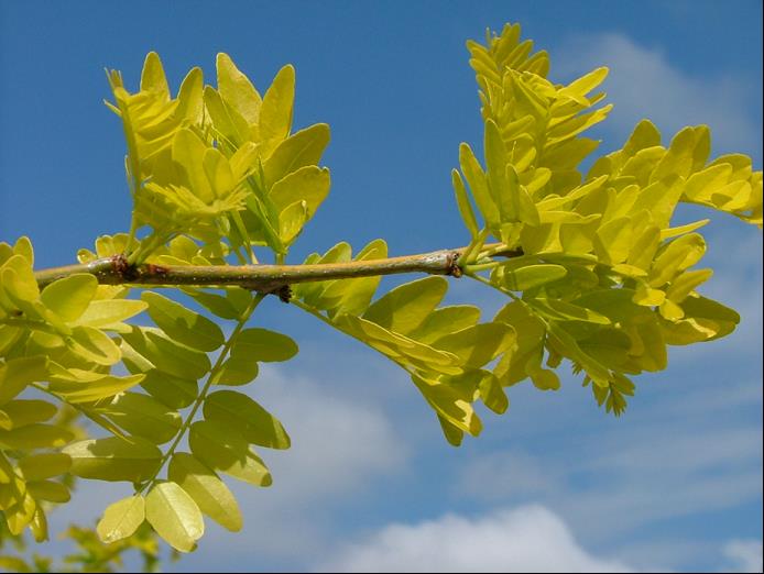GLEDITSIA T. I. SUNCOLE.jpg