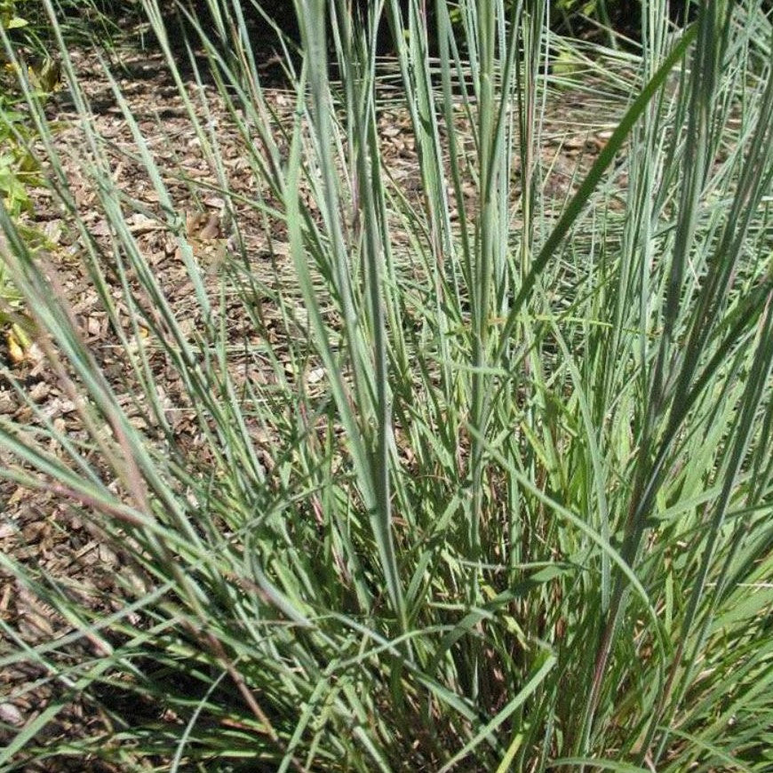 GRASS-SCHIZACHYRIUM_Jazz.jpg