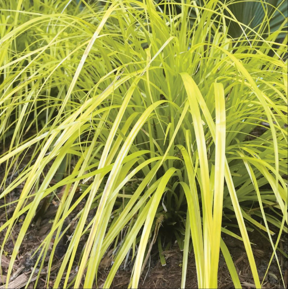 GRASS - CAREX EVERILLO.jpg