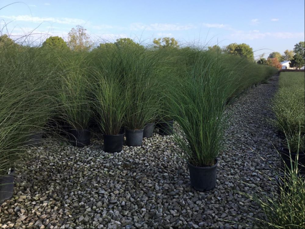GRASS - M. S. M77.jpg
