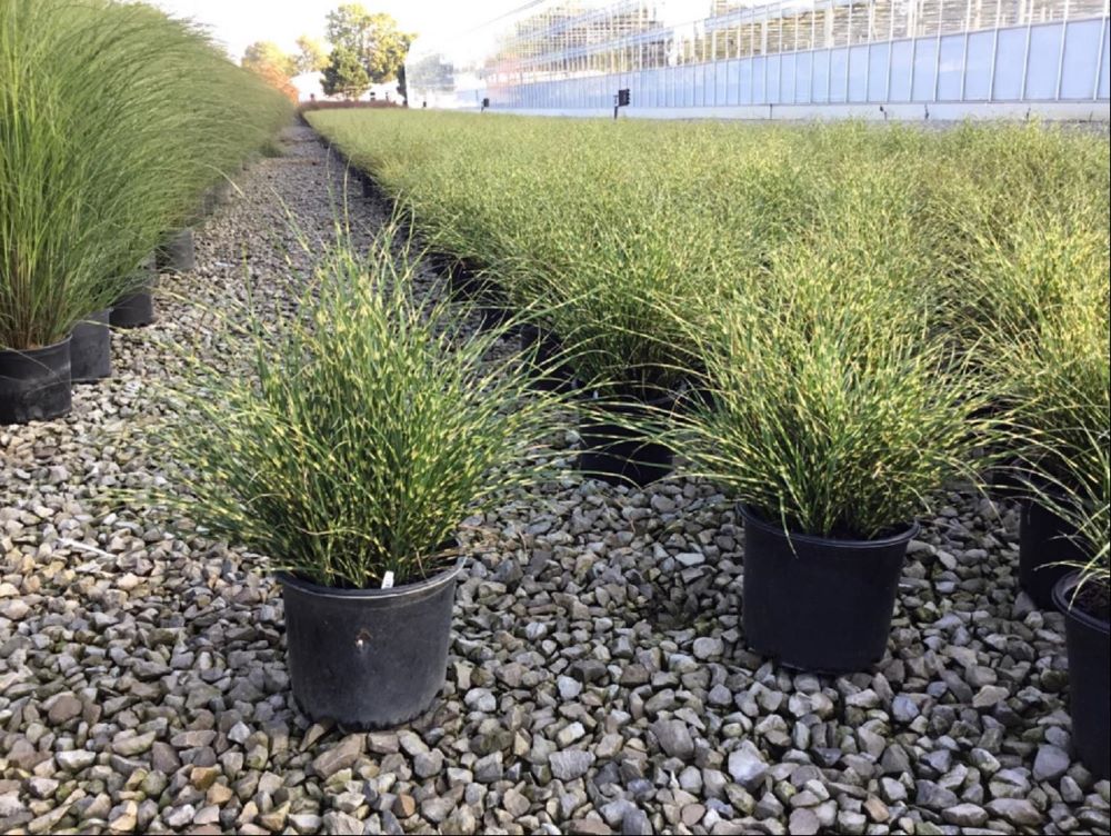 GRASS - M. S. NCMS2B .jpg