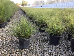 GRASS - M. S. NCMS2B .jpg