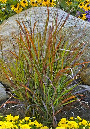GRASS - PANICUM CHEYENNE SKY.jpg