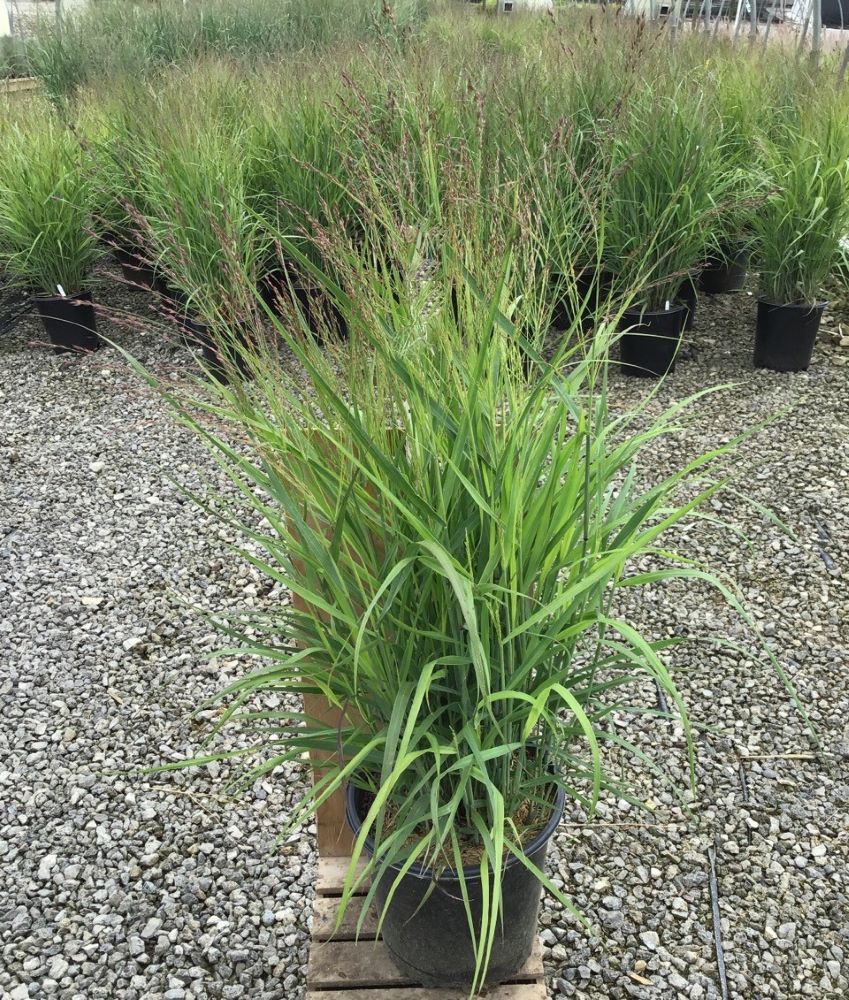 GRASS - PA PURPLE TEARS  G2 WNI.jpg
