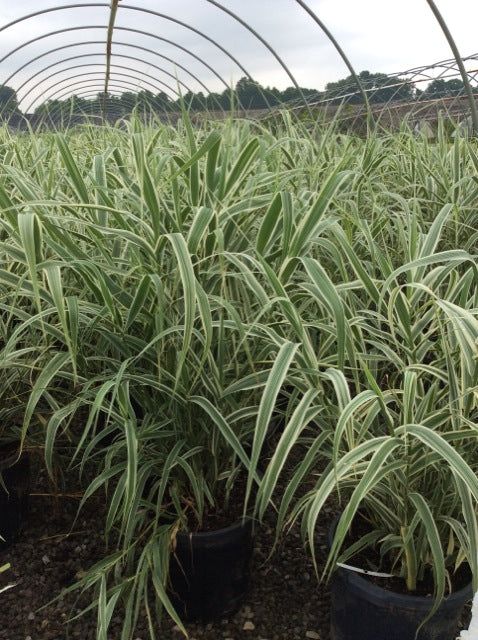 GRASS_ARUNDO%20DONAX_PEPPERMINT_STICK_G7[1].jpg