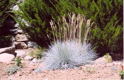 GRASS ELIJAH BLUE.jpg