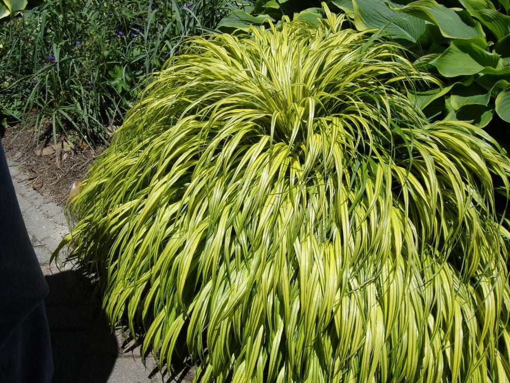 GRASS H.M. AUREOLA.jpg