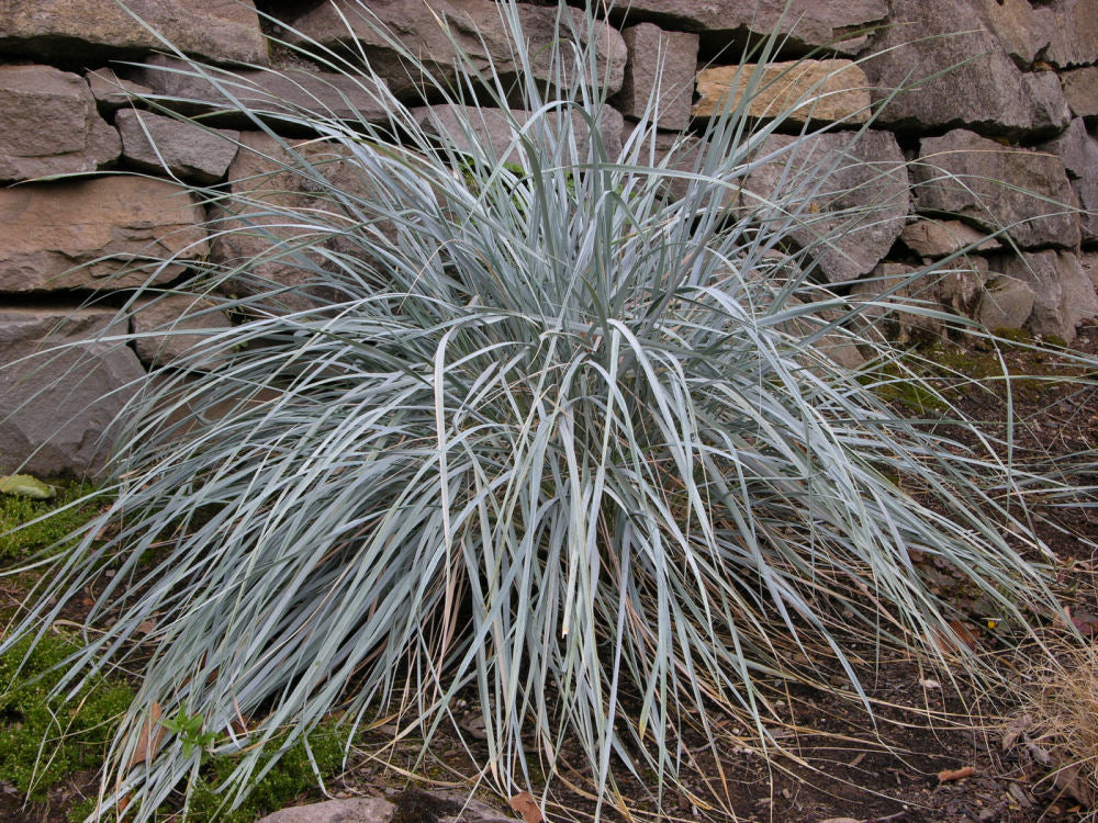 GRASS HELICTOTRICHON SEMPERVIRENS.jpg
