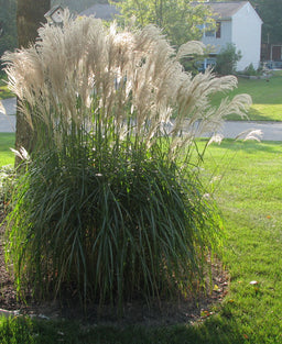 GRASS M. S. GRACILLIMUS.jpg