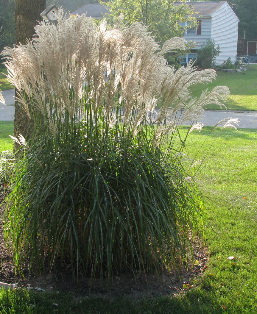 GRASS M. S. GRACILLIMUS.jpg