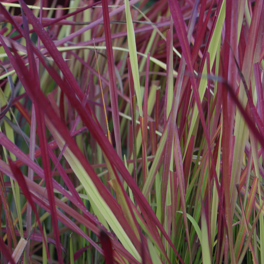 GRASS RED BARON.jpg
