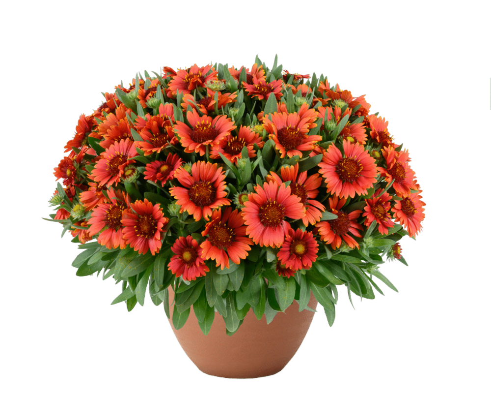 GUSTO™-Paprika-Danziger - Untitled-design-16-scaled-e1758096153495.png