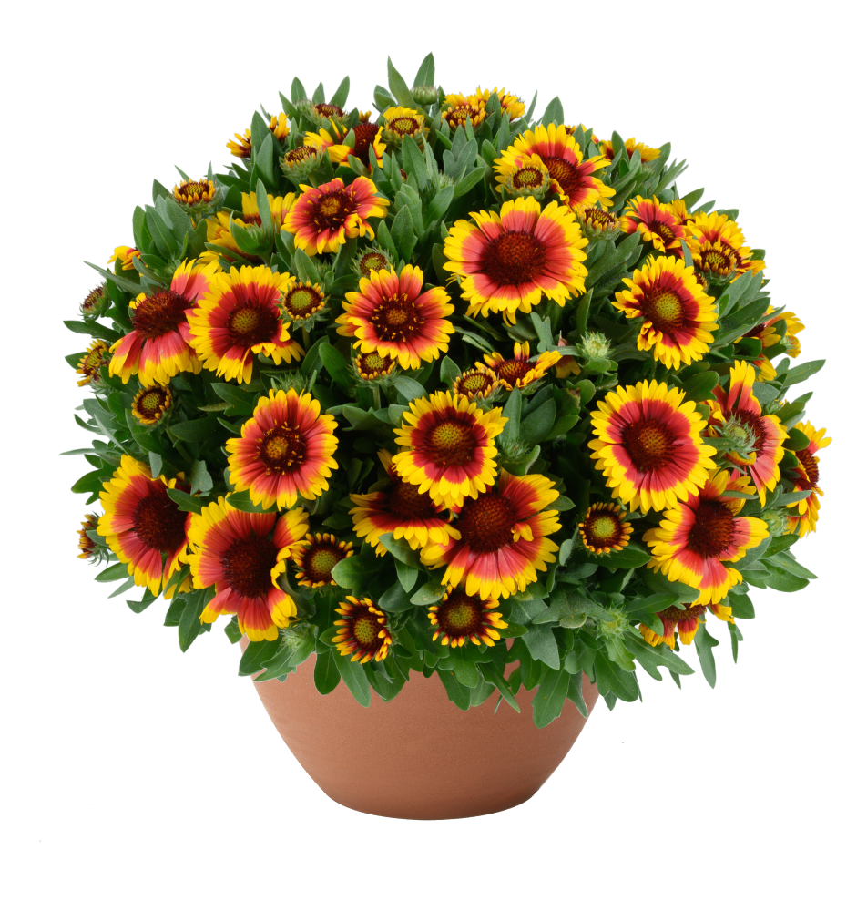 GUSTO™-Sweet-Chili-Danziger - GUSTO-Sweet-Chili-scaled.png