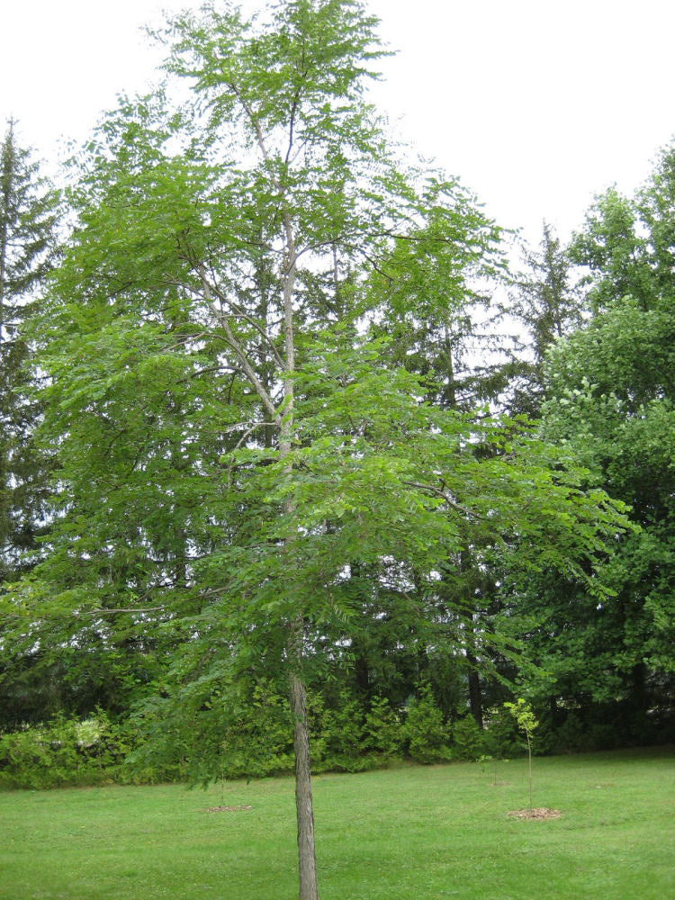 GYMNOCLADUS DIOICUS.jpg