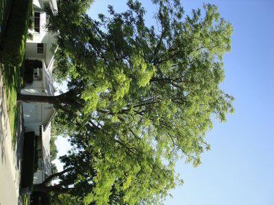GYMNOCLADUS_ESPRESSO.jpg