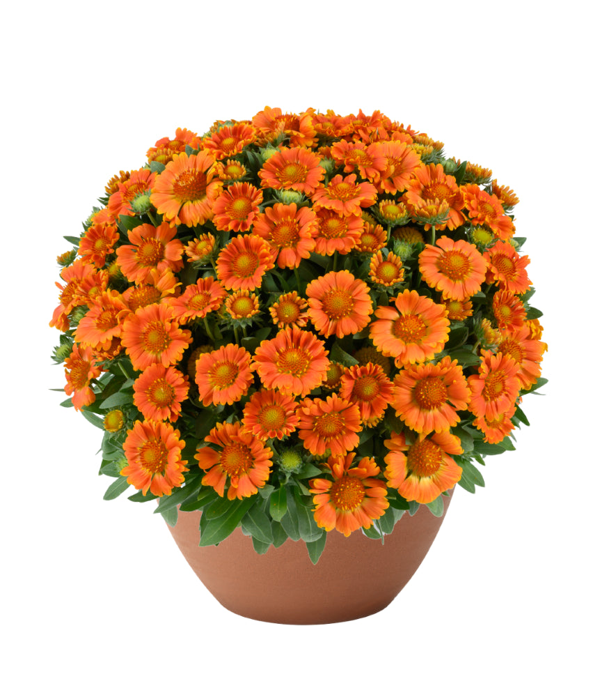 Gaillardia-gusto-orange-ccdan.png