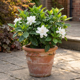 Gardenia_Frost_Proof_04072026.png