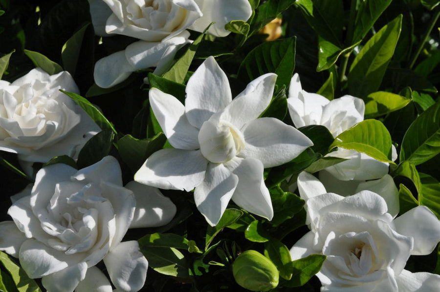 Gardenia Summer Snow.JPG