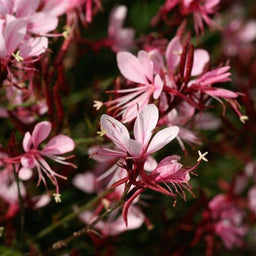 Gaura l. Belleza Compact light pink.jpg
