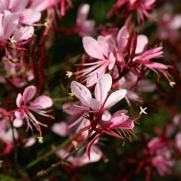 Gaura l. Belleza Compact light pink.jpg