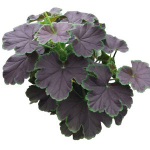 Geranium_Cherry_Night[1].jpg