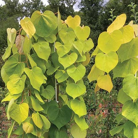 GoldenFalls3.jpg