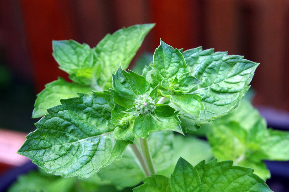 Grapefruit_Mint[1].jpg